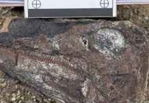 Hallazgo de restos fósiles en Táchira amplía el registro fósil de la Venezuela prehistórica