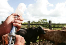 Ganaderos pequeños en las regiones contarán con apoyo para vacunar contra fiebre aftosa
