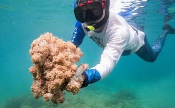 Gobierno y grupos ambientalistas prueban protocolos para erradicar coral Unomia