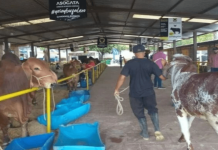 Ganaderos del Táchira esperan vacunar 600.000 reses contra fiebre aftosa