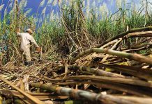 Cañiculotores mantienen expectativas positivas para zafra 2025 – 2026