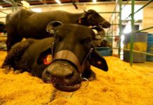 Criabufalos afina detalles para la III Feria Nacional en San Fernando de Apure