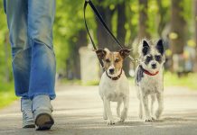 Mérida acoge el primer Congreso Internacional de Familias Multiespecies