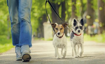 Mérida acoge el primer Congreso Internacional de Familias Multiespecies