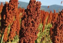 Importarán semillas para sembrar hasta 30 mil hectáreas de sorgo en 2026