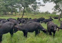 Criabufalos: Apure acoge la feria bufalera más grande del mundo con 600 animales en juzgamiento