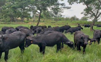 Criabufalos: Apure acoge la feria bufalera más grande del mundo con 600 animales en juzgamiento