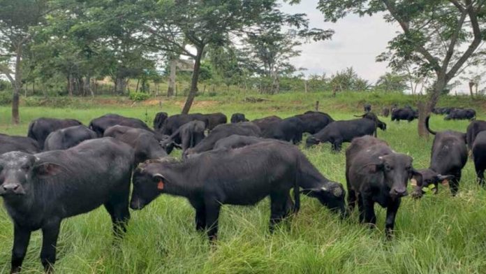 bufalos-800x500 (1)