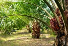 Palmicultores aspiran subir de 30 a 100 % la producción a nivel nacional