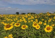 Los girasoles de Portuguesa seguirán atrayendo turistas hasta el 18 de enero