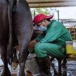 Cavilac prevé exportaciones de productos bufalinos este 2026