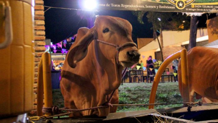 Feria agropecuaria Asogata