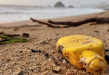 Ecosistemas costeros pueden ser afectado por prácticas de temporadistas