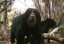 Reportan casi 100% de recuperación del Parque Nacional Guaramacal en Trujillo