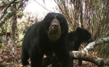 Reportan casi 100% de recuperación del Parque Nacional Guaramacal en Trujillo