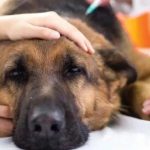 Veterinarios recomiendan vacunar perros ante aumento de casos de moquillo