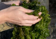 Margarita más allá del turismo: Éxito en exportación de algas marca el inicio de 2026
