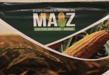 Productores participarán en el tercer congreso del arroz y maíz 2026 en Barquisimeto