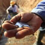 Agua Clara: contaminación por mercurio amenaza la salud y los ecosistemas venezolanos