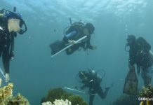 Ciencia para proteger Mochima: Venezuela avanza en el control del octocoral invasor Unomia stolonifera