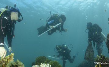 Ciencia para proteger Mochima: Venezuela avanza en el control del octocoral invasor Unomia stolonifera