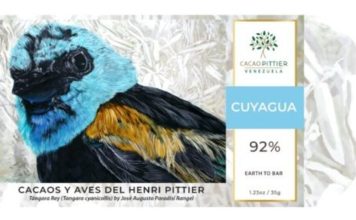 UrbanCacao de Cacao Pittier: La siembra de cacao en ciudades Cacao Pittier