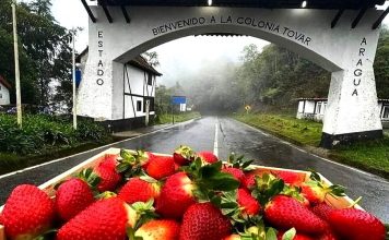 La Colonia Tovar se prepara para festejar I Festival de las fresas