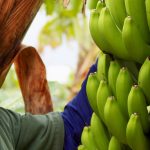 La lucha contra el hongo enemigo del preciado banano