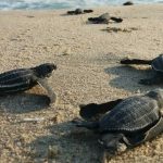 Julia Barco: «La educación ambiental es la base para evitar un descontrol ecológico en las playas»