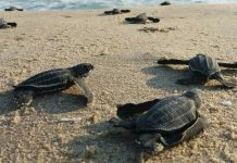 Julia Barco: «La educación ambiental es la base para evitar un descontrol ecológico en las playas»
