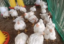 Fenavi proyecta un crecimiento del 60% en la producción avícola nacional