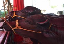 Expoferia Nacional 2026 traerá el campo a Caracas por cuarto año consecutivo