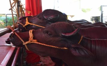 Expoferia Nacional 2026 traerá el campo a Caracas por cuarto año consecutivo