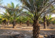 Palmicultores esperan sembrar 200.000 hectáreas en los próximos 3 años