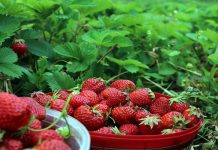 Trujillo se consolida como primer productor de fresas de Venezuela