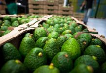 Yaracuy tiene más de 2500 hectáreas destinadas al cultivo de aguacate