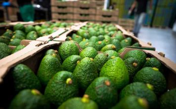 Yaracuy tiene más de 2500 hectáreas destinadas al cultivo de aguacate