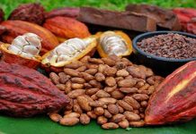 Exportadores de cacao venezolano inician certificación de zonas libres de deforestación