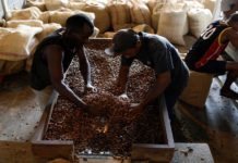 UE presenta nuevo reglamento para importación de café y cacao a productores venezolanos