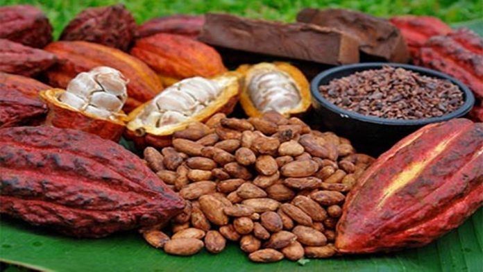 cacao (1)