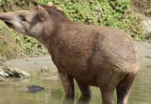 Proyecto Danta denuncia presencia de cazadores en el Parque Nacional Waraira Repano