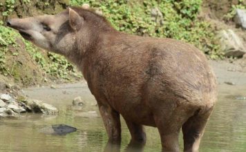 Proyecto Danta denuncia presencia de cazadores en el Parque Nacional Waraira Repano