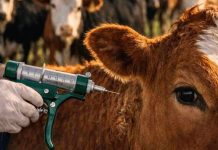 Ciclo de vacunación contra la fiebre aftosa une a gremios y autoridades