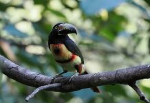 Táchira contará con más de 15 puntos de observación este Global Big Day