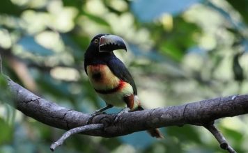 Táchira contará con más de 15 puntos de observación este Global Big Day