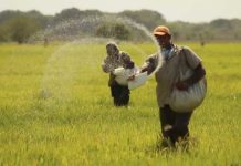 Importación de arroz en temporada de zafra ocasiona pérdidas a productores de Guárico