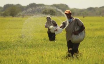 Importación de arroz en temporada de zafra ocasiona pérdidas a productores de Guárico