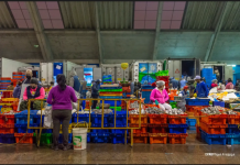 Las mujeres sostienen el 62% del procesamiento pesquero en América Latina, pero siguen excluidas de las decisiones del sector