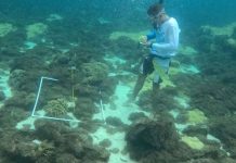 Avanzan trabajos para erradicar coral invasor Unomia con apoyo ministerial y académico