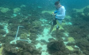Avanzan trabajos para erradicar coral invasor Unomia con apoyo ministerial y académico